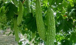 胍瓜怎么吃,胍瓜的多样食用方法与营养解析