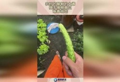 摘瓜蘸酱吃,摘瓜蘸酱，尽享田园风味