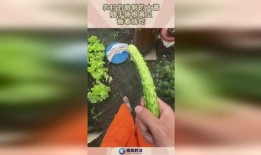 摘瓜蘸酱吃,摘瓜蘸酱，尽享田园风味