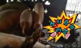 吃瓜视频四川,揭秘麻辣美食背后的故事
