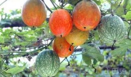 怎么吃吊瓜怎么吃,吊瓜怎么吃，营养美味两不误