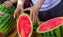 商务学院吃瓜,揭秘校园吃瓜背后的精彩故事