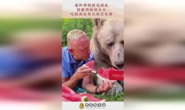 大胆熊吃瓜