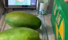 猪猪吃的什么瓜,探寻猪猪钟爱的瓜类美食