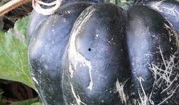 吃方瓜有什么作用,养生保健的多重益处