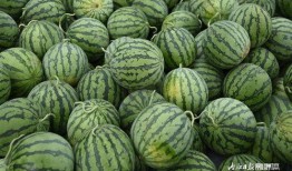 渣田吃瓜,揭秘娱乐圈背后的秘密与真相