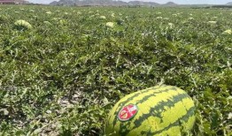 宁夏石缝瓜怎么吃,解锁美味新体验