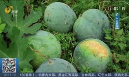 河北文旅吃瓜,吃瓜群众揭秘美食背后的故事