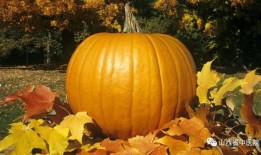 吃瓜诸暨最新,揭秘这座古城的美食与趣闻