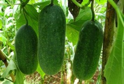 瓜种可吃吗,哪些瓜种可以放心食用