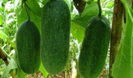 瓜种可吃吗,哪些瓜种可以放心食用