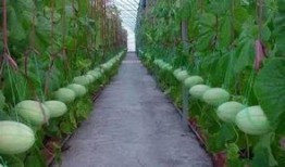 吃瓜群背景,网络社交的趣味与争议