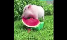 猪猪吃的什么瓜,探寻猪猪钟爱的瓜类美食
