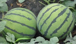 吃大瓜山东,探寻吃大瓜的独特风味