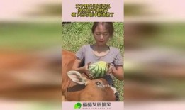 户外吃瓜,共享瓜果时光