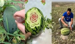 地里吃瓜的cha,揭秘乡村生活的独特魅力