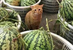 卖吃瓜视频获利