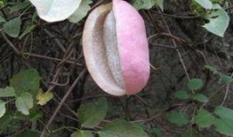 在哪里吃八月瓜比较好,揭秘八月瓜的最佳品尝地