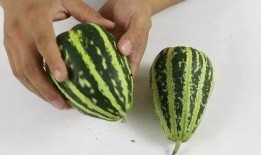 吃坏掉的瓜,揭秘吃坏瓜的惊悚经历