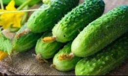 只吃花不吃瓜,揭秘只吃花不吃瓜的独特饮食习惯