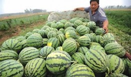 卖吃瓜视频获利