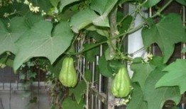 熟佛手瓜过夜可以吃吗,熟佛手瓜过夜安全食用指南