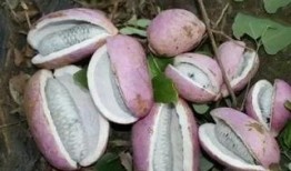 在哪里吃八月瓜比较好,揭秘八月瓜的最佳品尝地