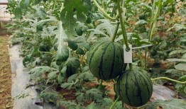 小哀吃瓜,揭秘娱乐圈那些不为人知的幕后故事