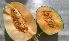 吃一口瓜州银蒂瓜,一口咬下，甜蜜满溢的瓜州特色