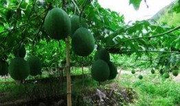 怎么吃吊瓜怎么吃,吊瓜怎么吃，营养美味两不误