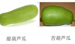 葫芦瓜减肥怎么吃