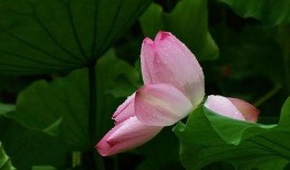 听雨吃曦瓜,一场别样的夏日时光