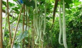 强子吃蛇瓜,勇闯蛇瓜秘境，探寻强子与蛇瓜的神秘传说