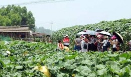 在乡下吃瓜的场景,夏日乡村吃瓜记