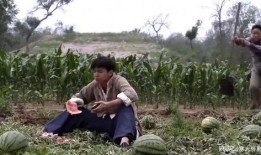 田地吃瓜照片,夏日悠闲时光