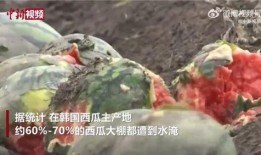 北皋视频吃瓜,揭秘网红吃瓜背后的故事