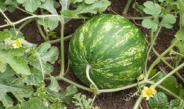 王村长吃瓜,一场乡村生活的趣味演绎