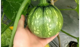 giga5吃瓜,揭秘娱乐圈背后的那些事儿