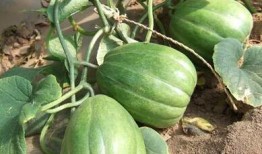 吃瓜文件病毒,一场网络传播的狂欢与反思