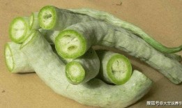 强子吃蛇瓜,勇闯蛇瓜秘境，探寻强子与蛇瓜的神秘传说