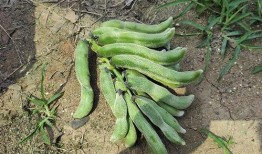 南方电网吃瓜,揭秘电力江湖中的“吃瓜”风云