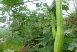 砍瓜如何吃最好,解锁美味新境界