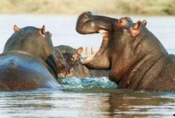 河马吃瓜翻车视频