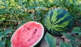 石泉吃瓜,揭秘当地特色美食背后的故事