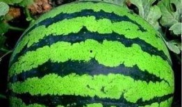 吃熟透的瓜,品味熟透瓜果的甘甜时光