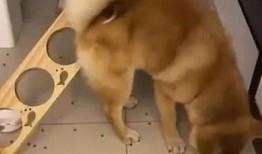 黑柴吃瓜噎着了,小心食物安全