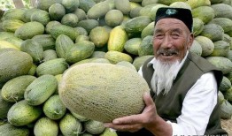 吃哈密瓜不甜,为何吃哈密瓜不甜之谜