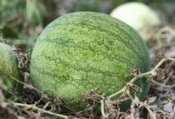 兰州冬天吃大瓜,暖意盎然的大瓜盛宴