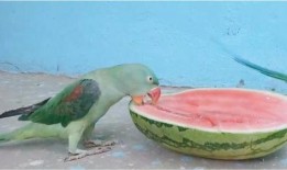 鹦鹉吃瓜吗,揭秘它们对瓜果的喜爱之谜