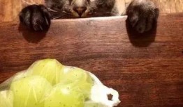 猫咪可以吃石瓜,揭秘石瓜的独特魅力